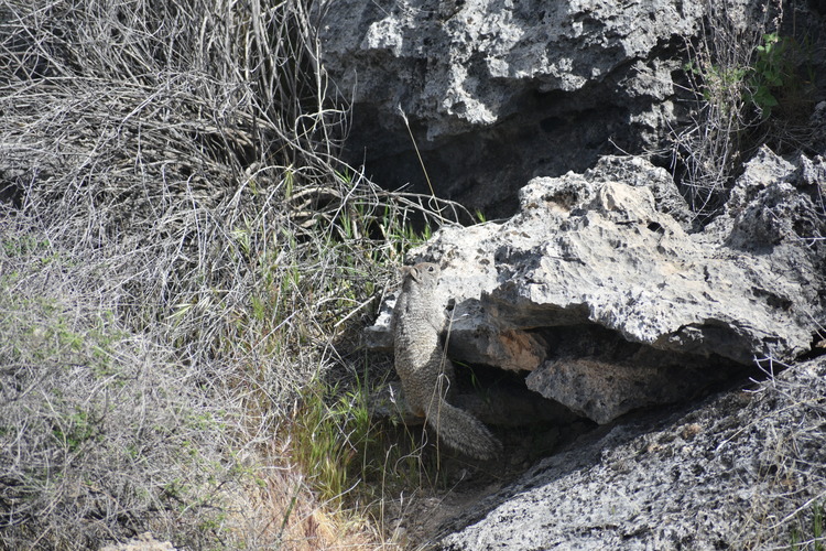 a large gray squirrel peeking over a rock