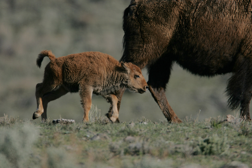 Bison calf