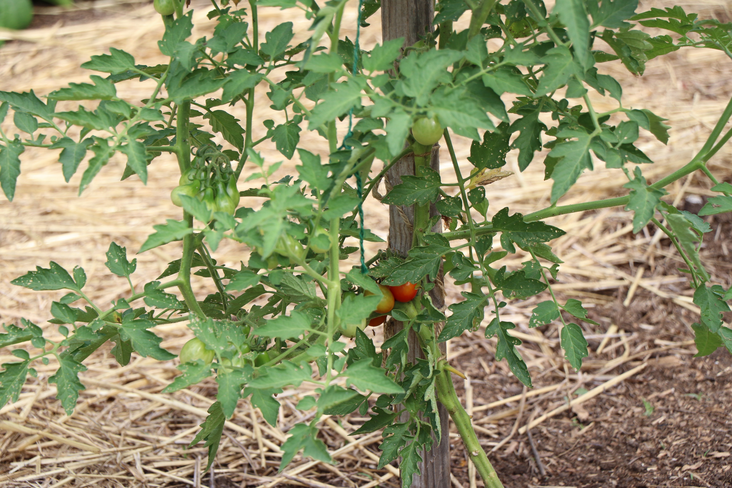 Several green unripe and red ripe tomatoes growing on the vine.