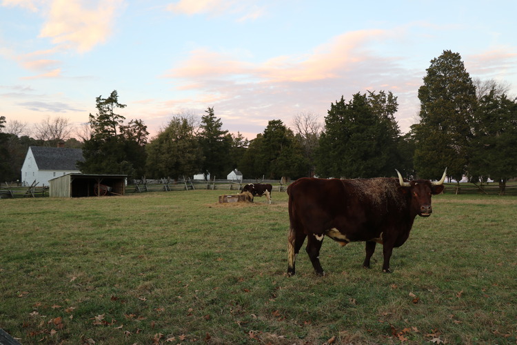 Ox with hay on back with another ox eating hay in the background at sunset