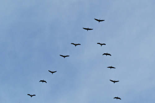 Flock of bird in Yakutat