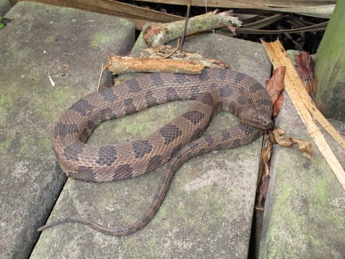 A brown water snake was found basking on the Mahogany Hammock Trail.