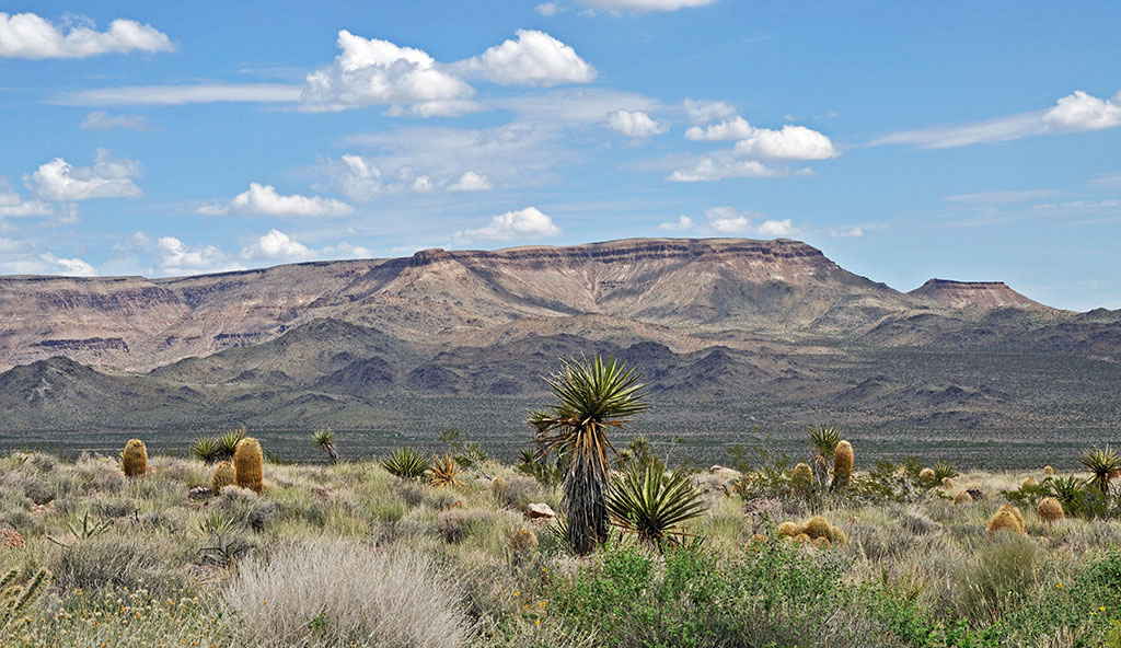 a flat topped mountain in the background with cacti and shrubs in the foreground