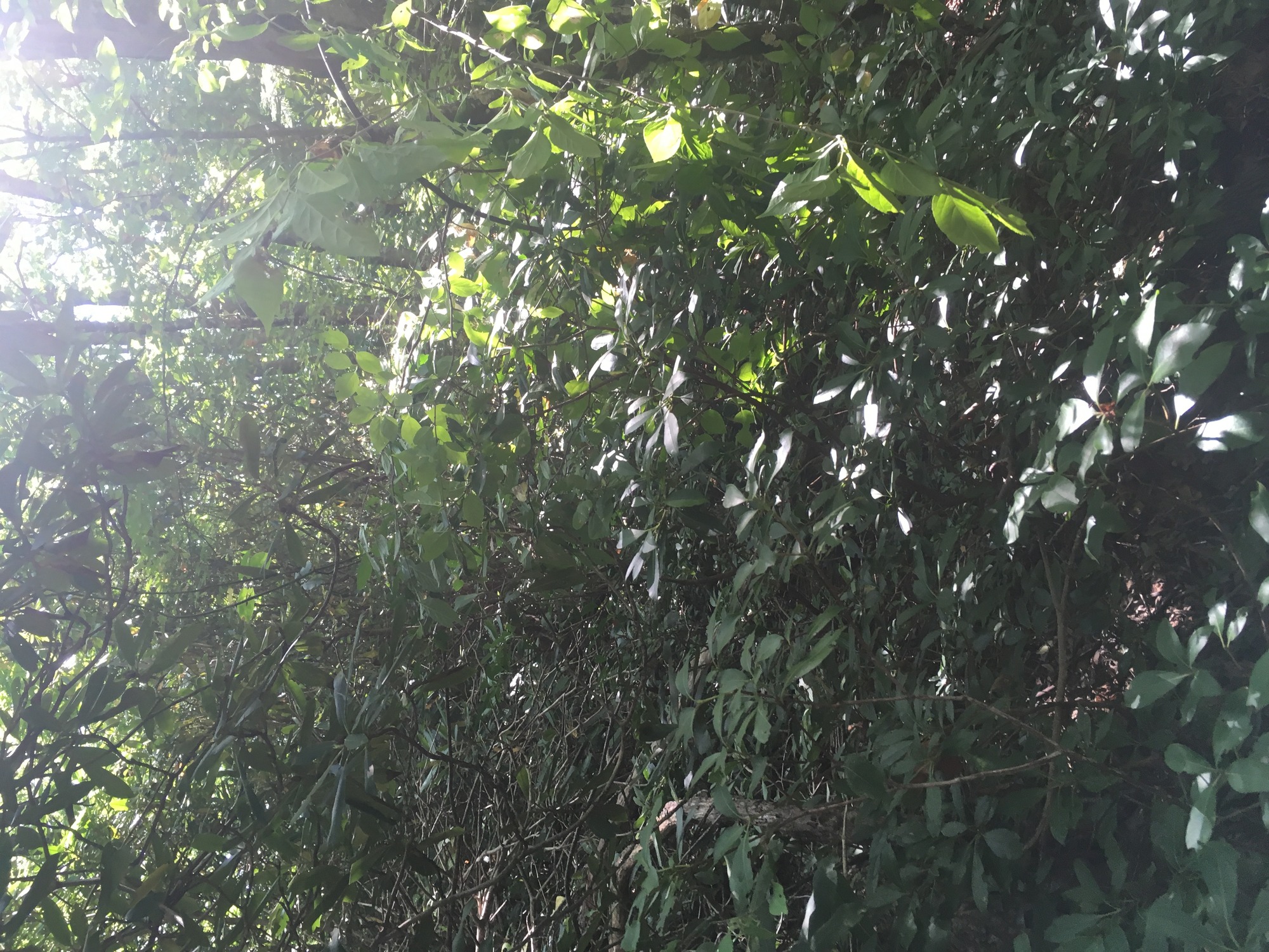 GRSM Accuracy Assessment. Plot Code: GRSM_AA_0879_3