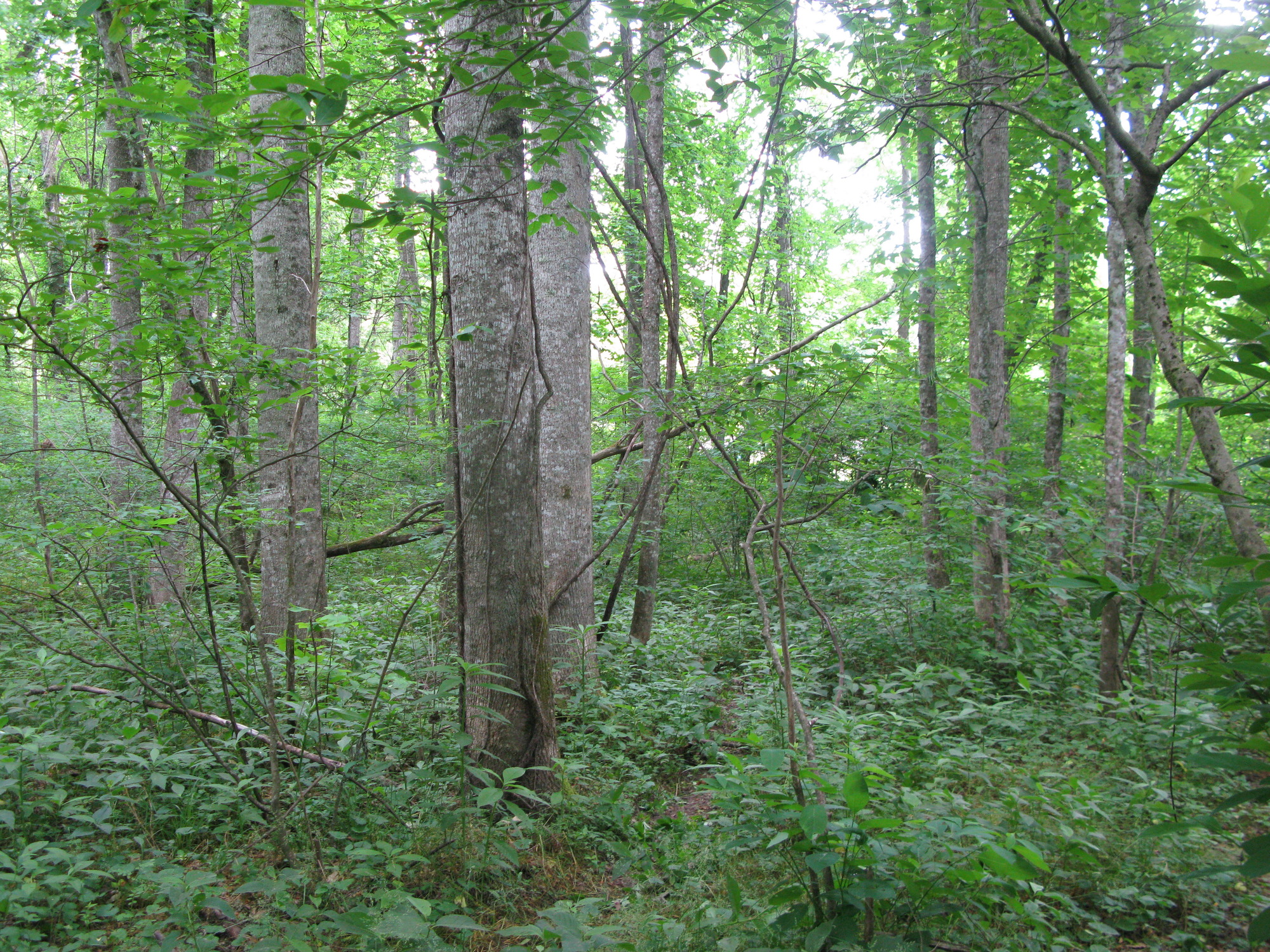 GRSM Accuracy Assessment. Plot Code: GRSM_AA_0866_2