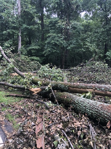 large trees down in the ground