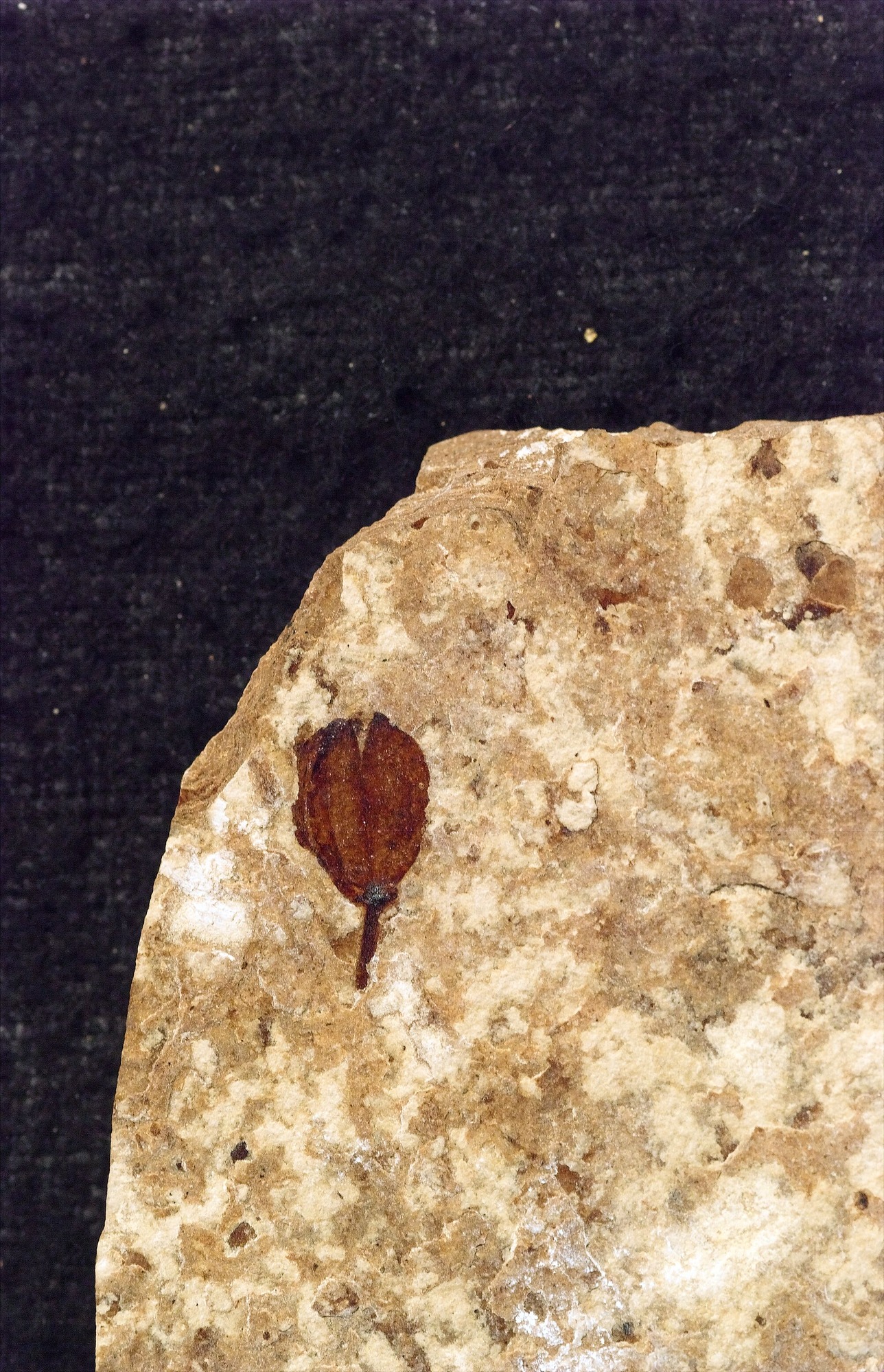 A red-brown leaf-shaped fossil with a triangle cut out from the top.