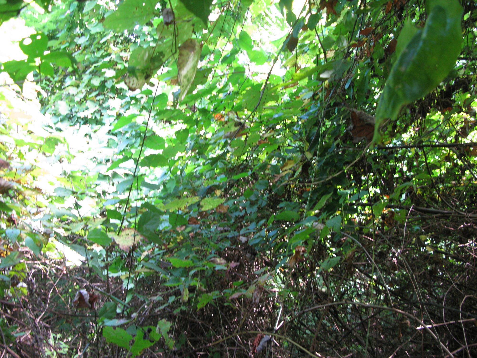 GRSM Accuracy Assessment. Plot Code: GRSM_AA_0446_6