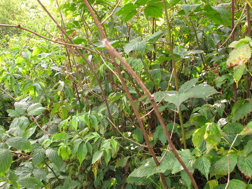 Plot Code: GRSM_AA_0645_5