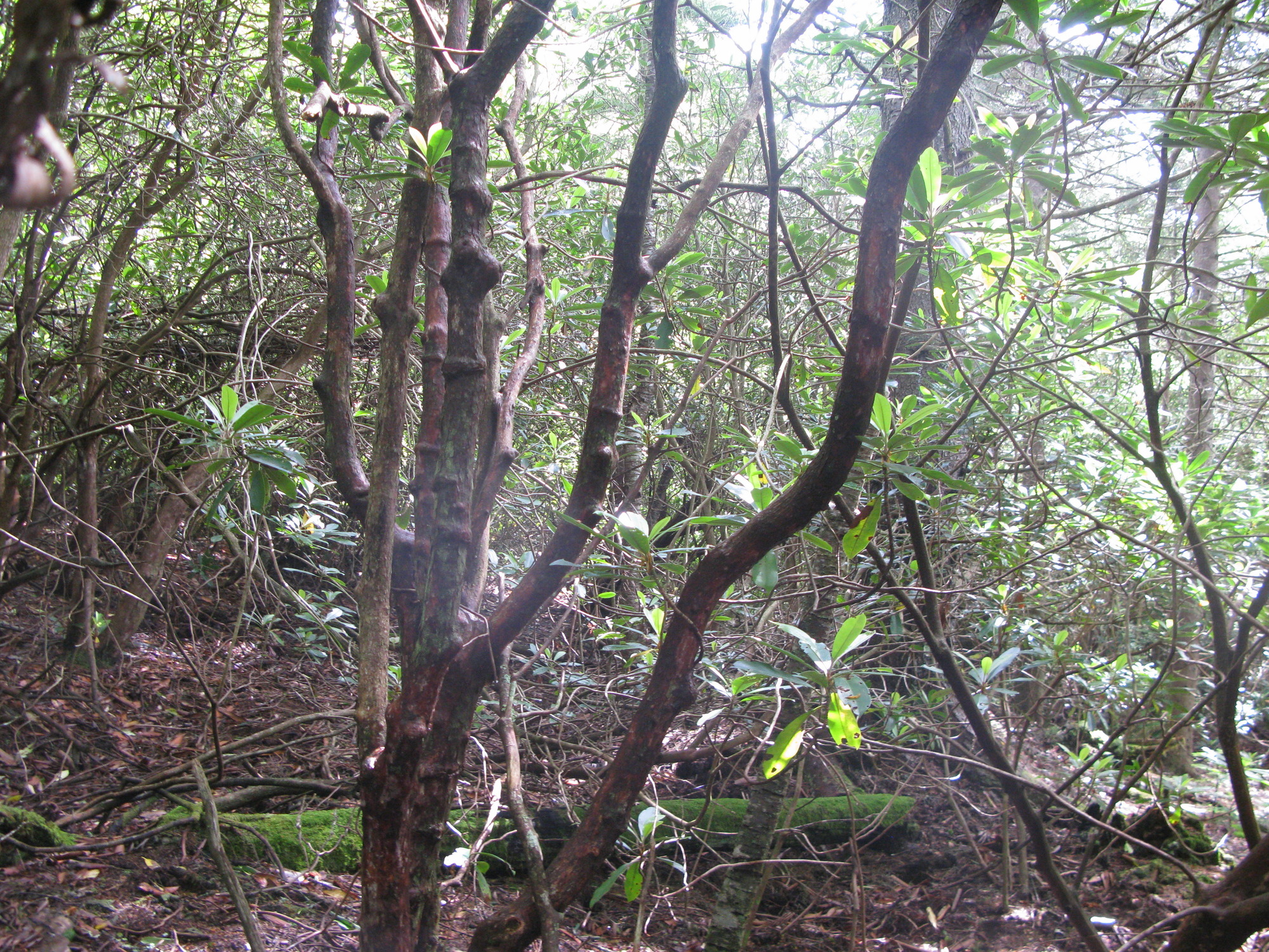 GRSM Accuracy Assessment. Plot Code: GRSM_AA_0134_3