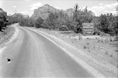 BW photo of the 1937 grazing study 35MM. Photo of Kolob Terrace Road.