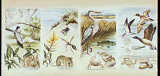 Four-part split panel illustration depicts a variety of Ecosystems found at Gateway National Recreation Area