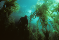 Diver in Kelp Forest
