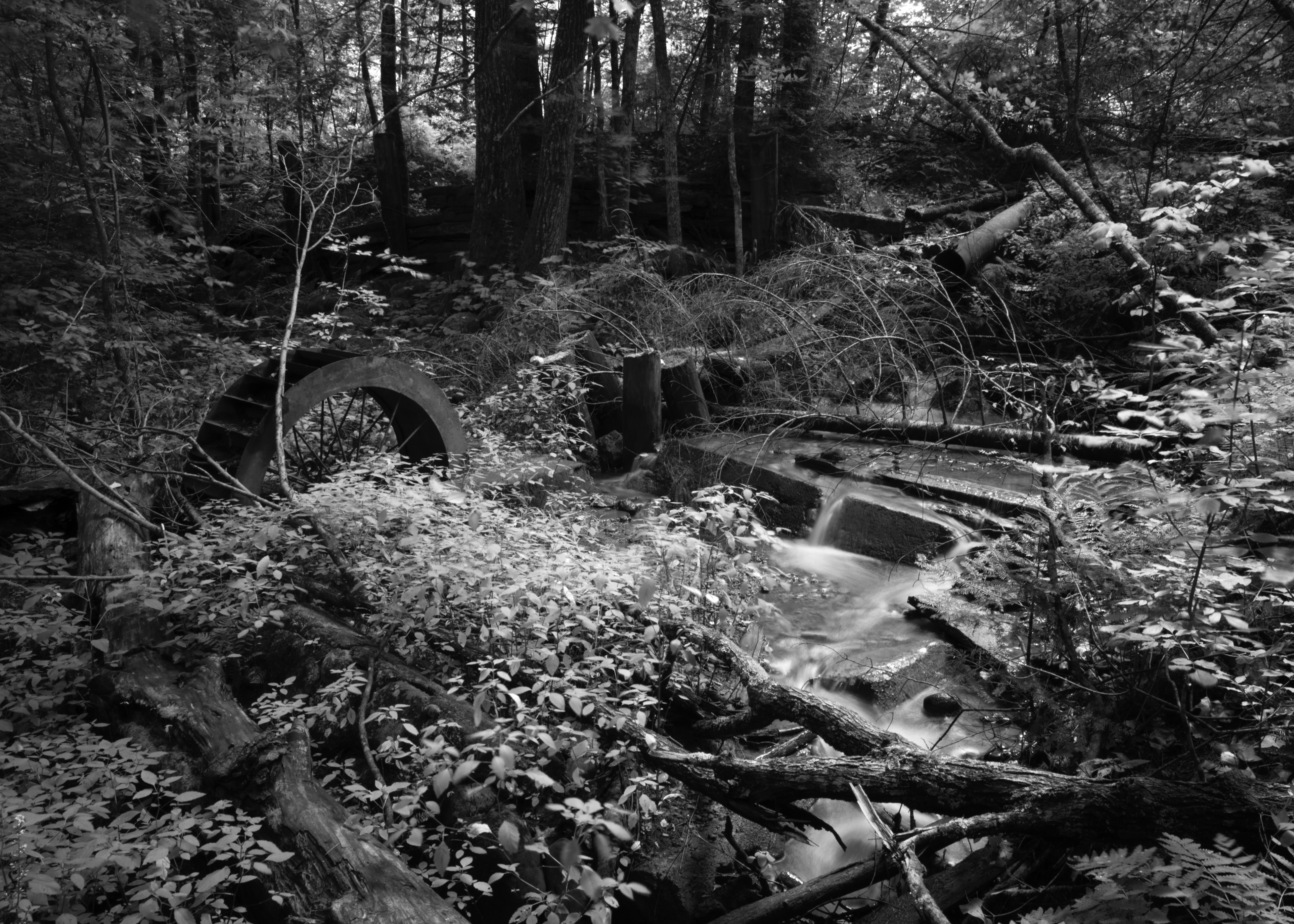In the midst of a cacophony of shapes, the half circle of an old metal waterwheel sticking out of the ground commands the initial view. To the right of it, just right of center a straight diagonal line of a broken cistern guides the eye. Water brims and flows over this old concrete form. Regular shapes like these are not often found in nature, and attract the eye. Other signs of human presence are more subtle. Despite the prominence of these forms, plants of the forest floor, larger shrubs, and trees run wild as the swallow, shroud, crack, and reclaim the signs of a human past.