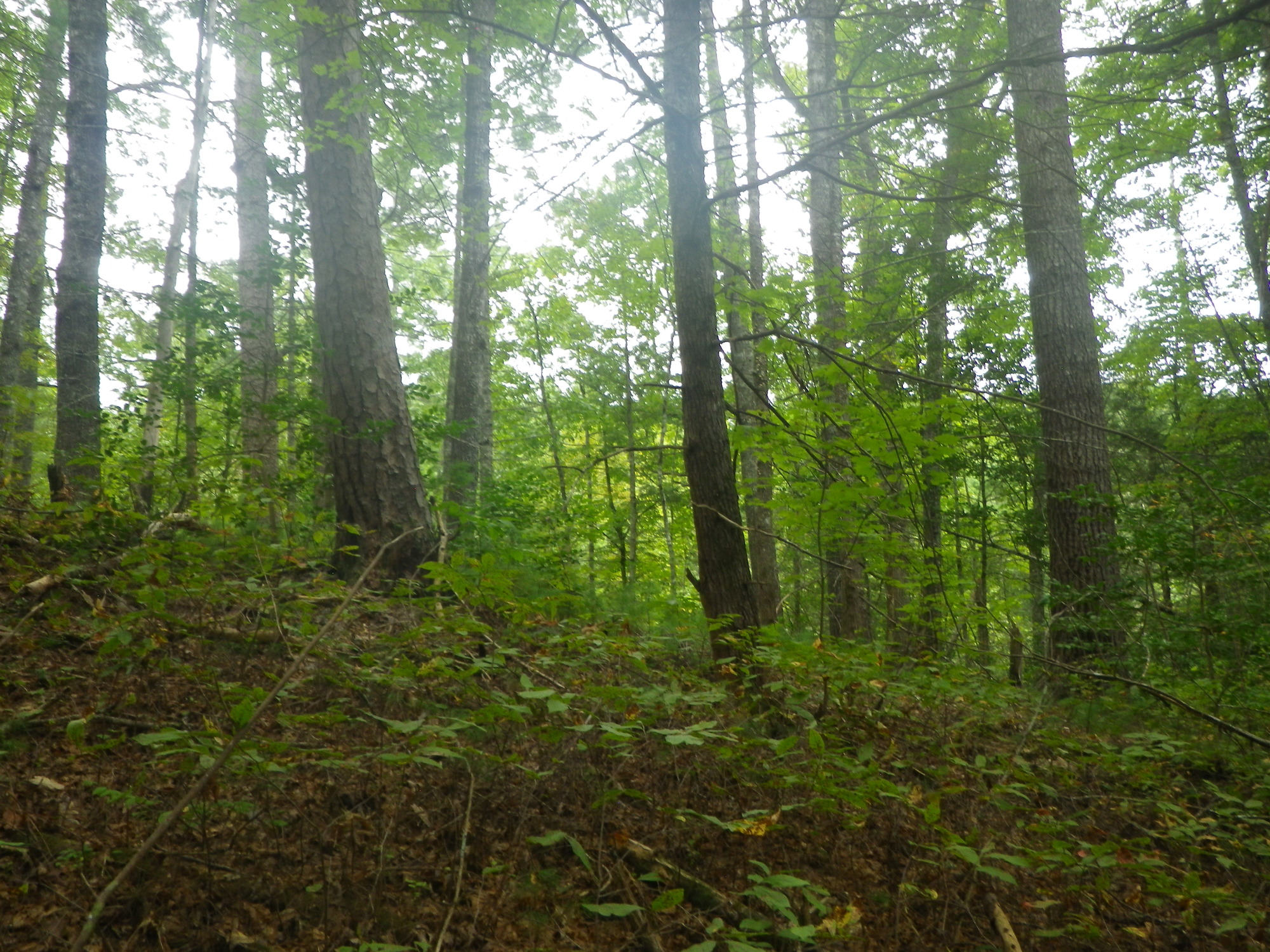 GRSM Accuracy Assessment. Plot Code: GRSM_AA_0362_6