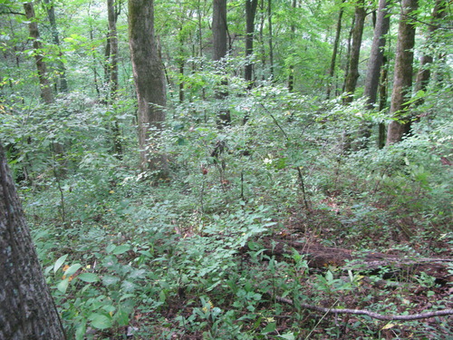 GRSM Accuracy Assessment. Plot Code: GRSM_AA_0581_4