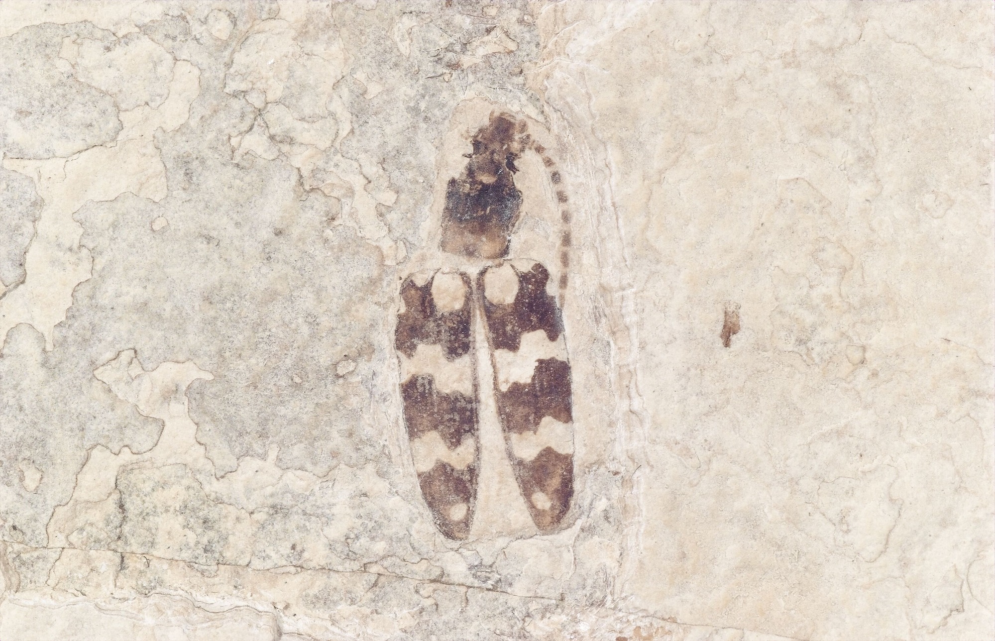 A fossil beetle on tan stone.  The wings have wavy lines of alternating tan and dark brown.