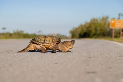 A Common Snaping turtle crosses the main park road.