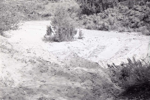 BW photo of the 1937 grazing study 35MM.