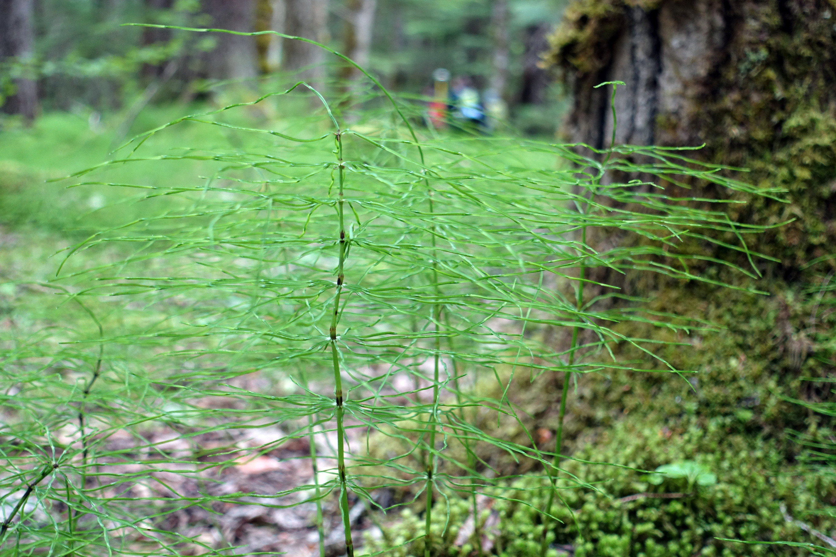 Close detail of fern growing next to a moss-covered tree trunk. Blurry fieldworkers in the background.
