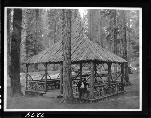 Chris Jorgensen and stand he designed at Mariposa Grove, Yosemite about 1904-1906