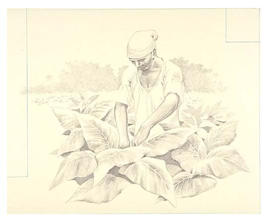 Slave tending to tobacco plants.