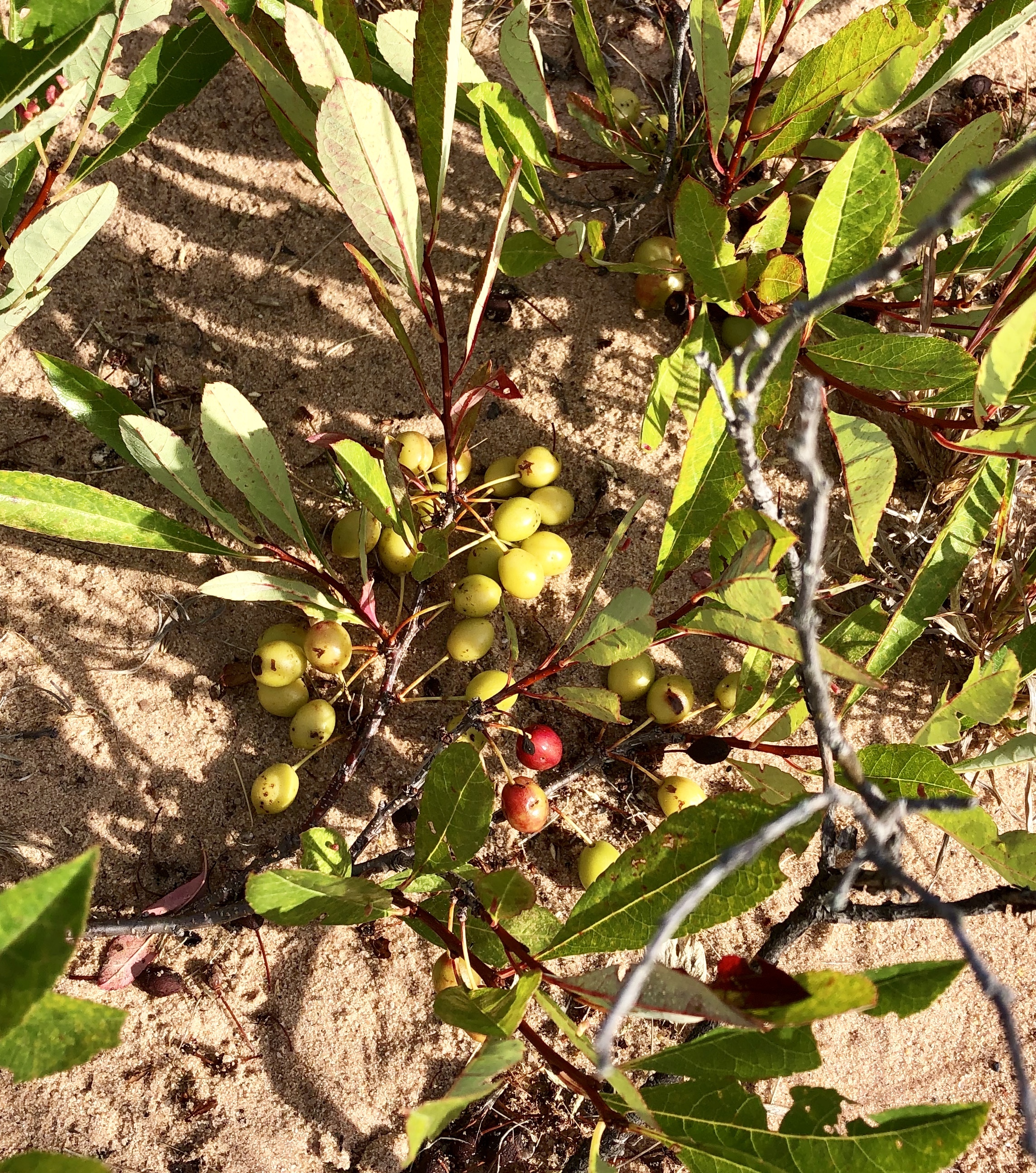 Prunus pumila (Sand Cherry) growing in sandy soil. Most of the cherries are unripe and are yellowish-green in color. Two are red.