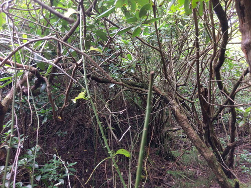 Plot Code: GRSM_AA_0361_5