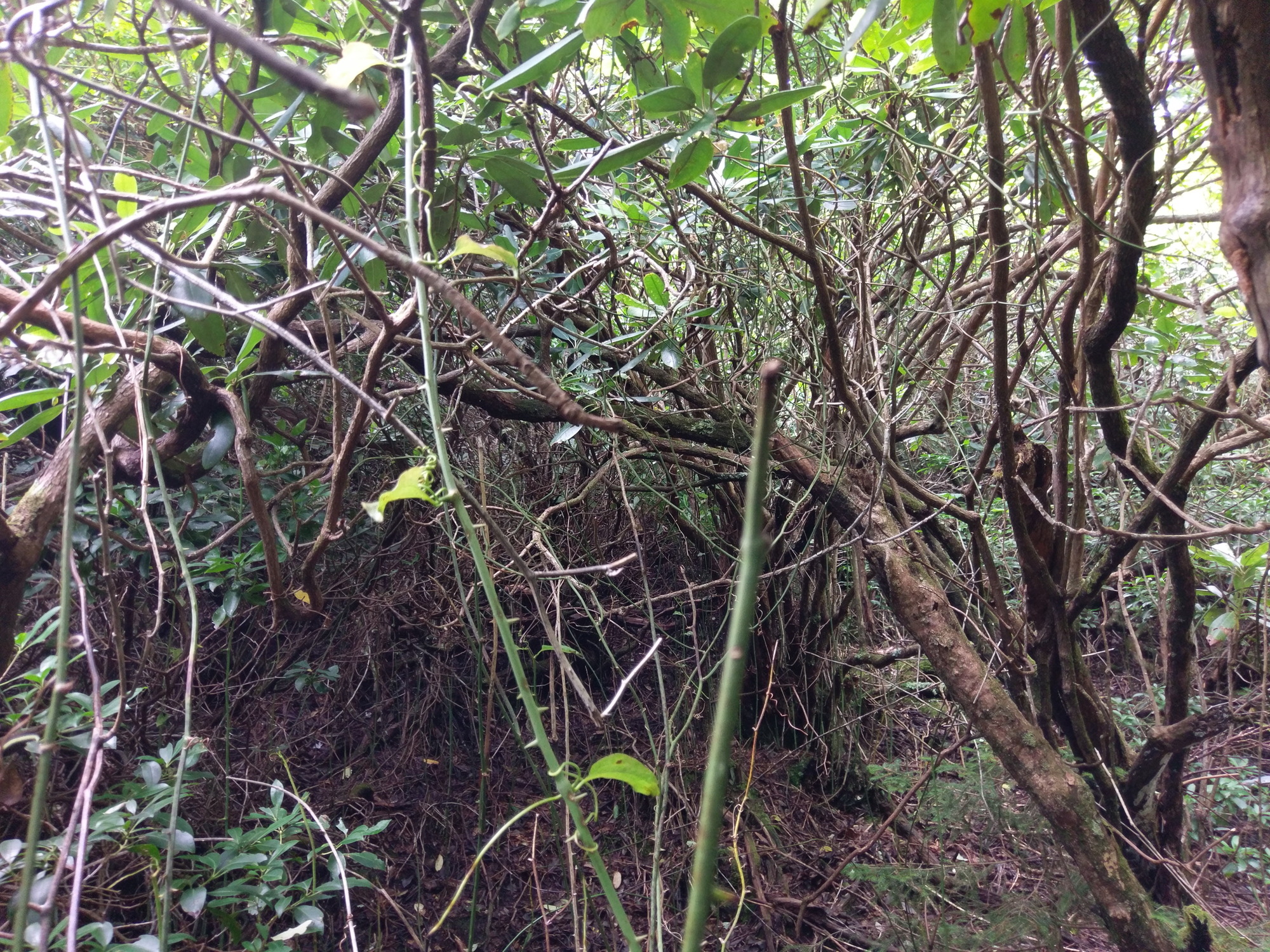 Plot Code: GRSM_AA_0361_5