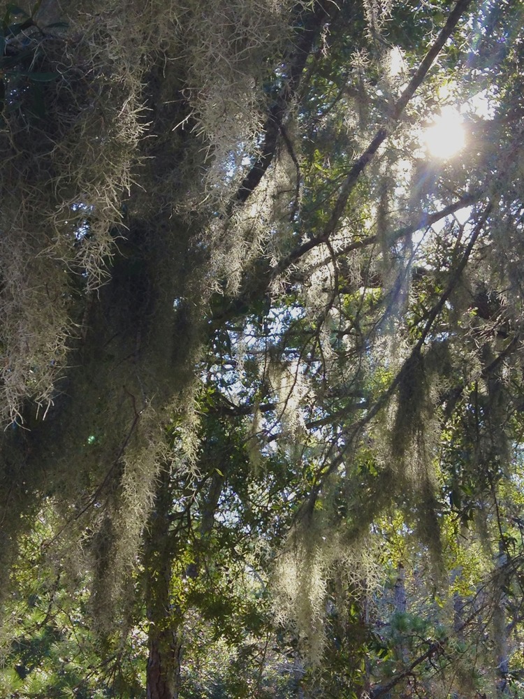 Spanish Moss