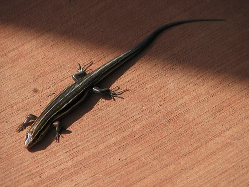 Five-lined Skink