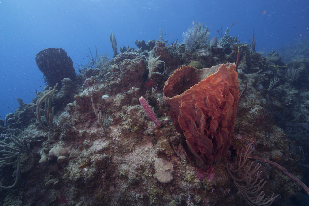 Giant Barrel Sponge