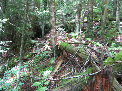 GRSM Accuracy Assessment. Plot Code: GRSM_AA_0035_2