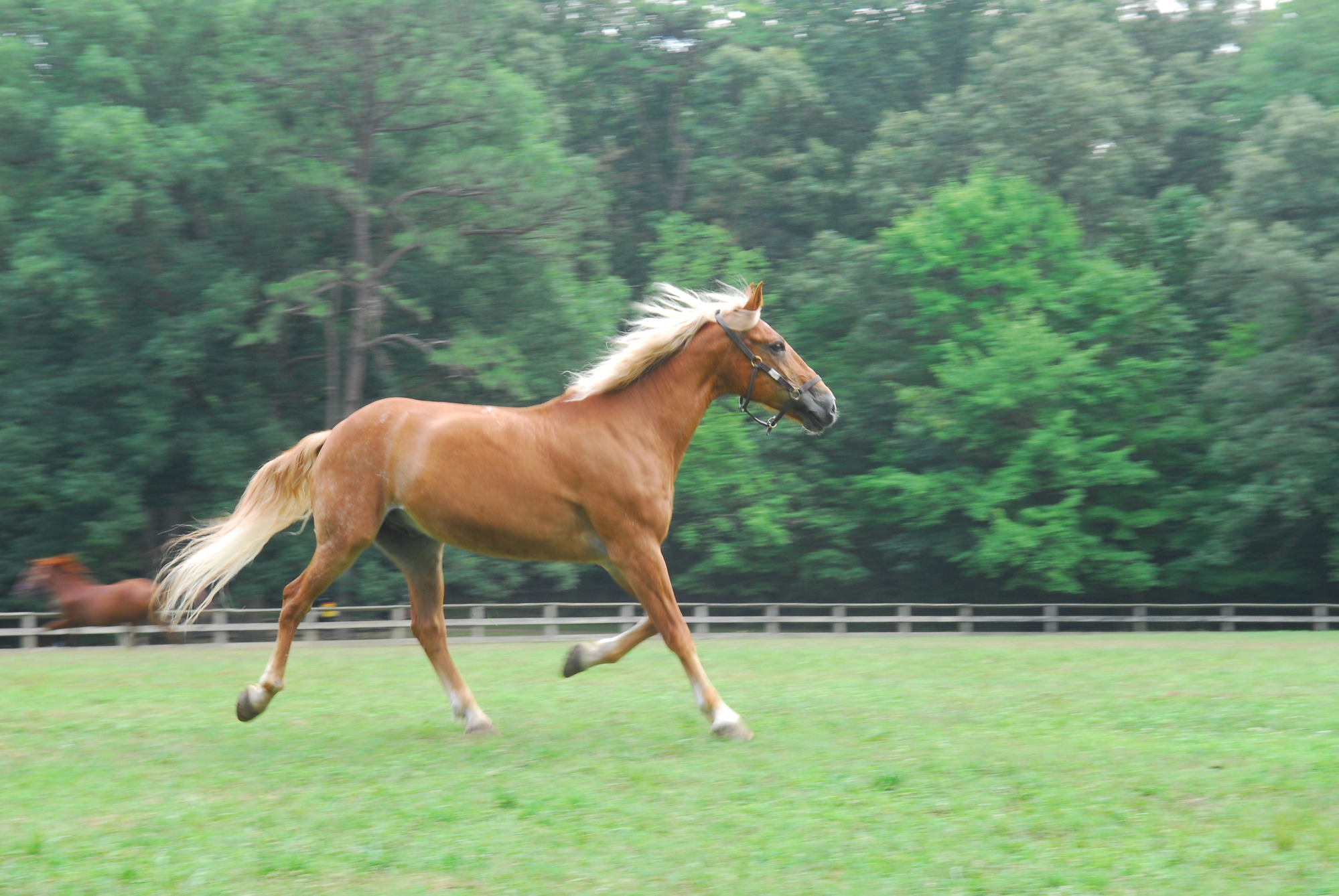 A  horse runs  on green grass in a horse corral. 