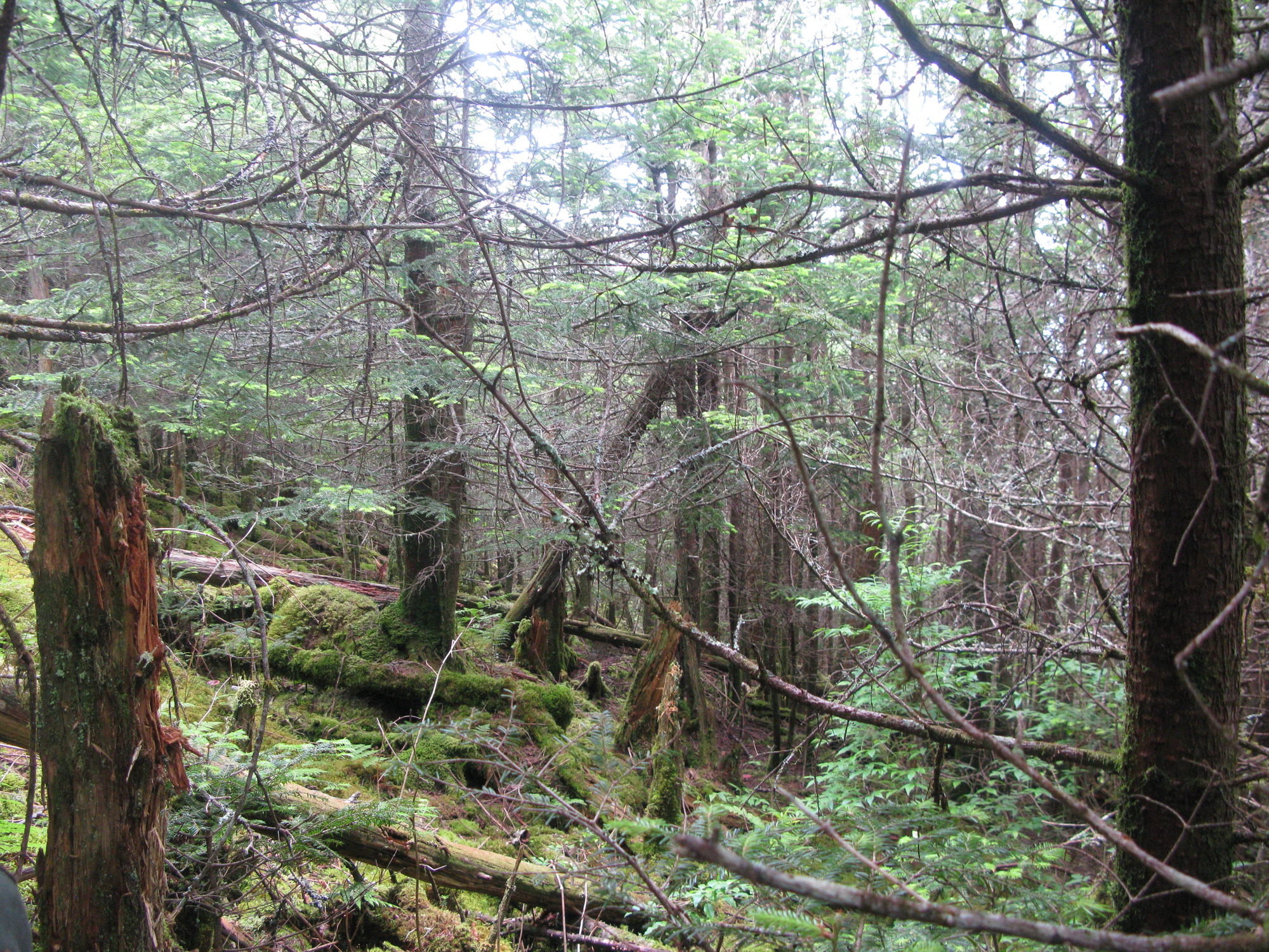 GRSM Accuracy Assessment. Plot Code: GRSM_AA_0615_6