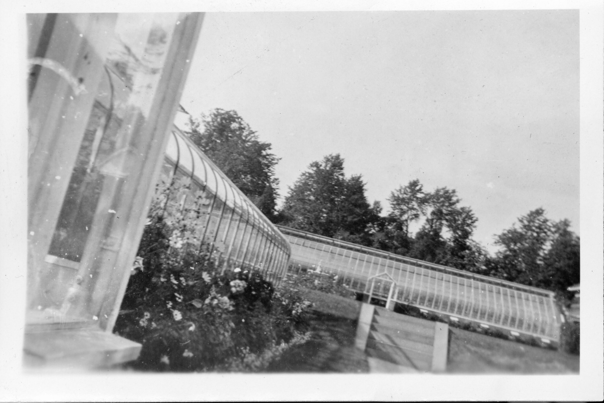  Large glass greenhouse