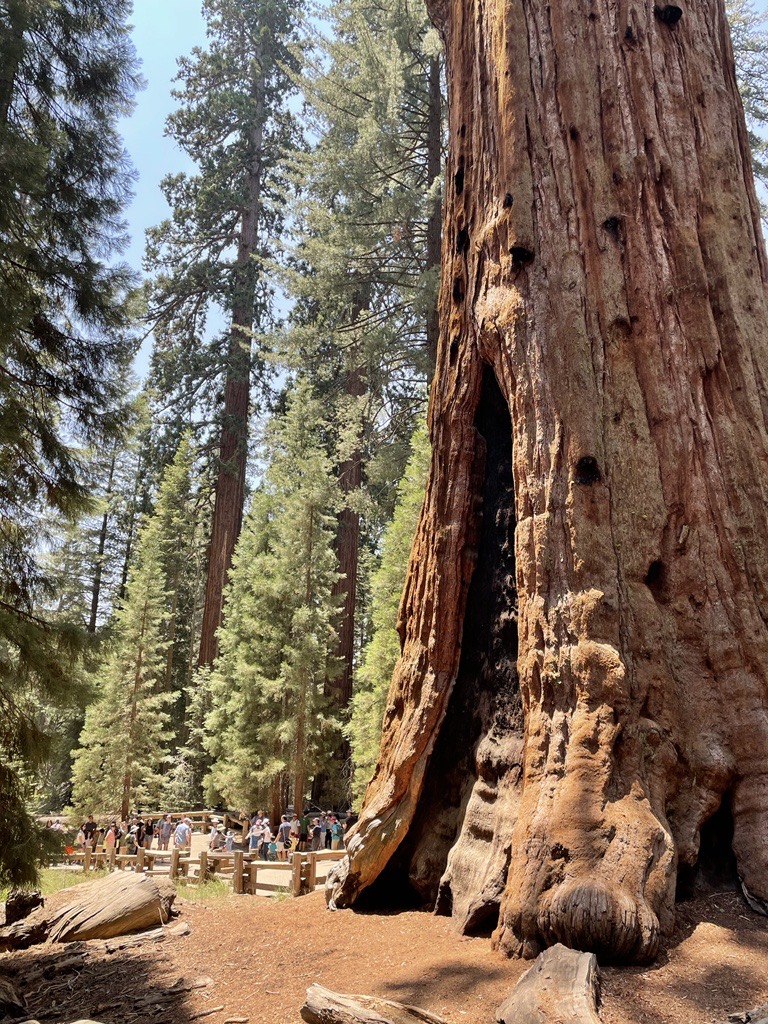 A gigantic reddish tree with a large burn scar and colorfully dressed people gathered in front of it on a sunny day. 