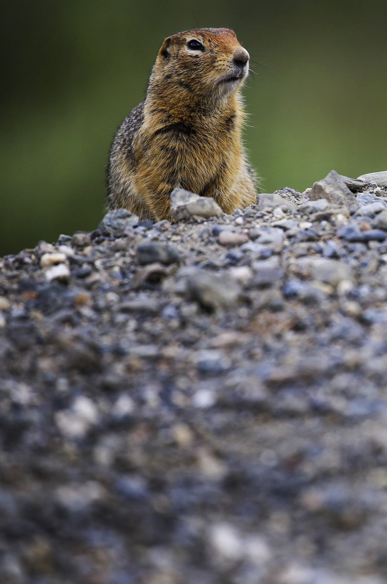 A ground squirrel stands on the side of a road