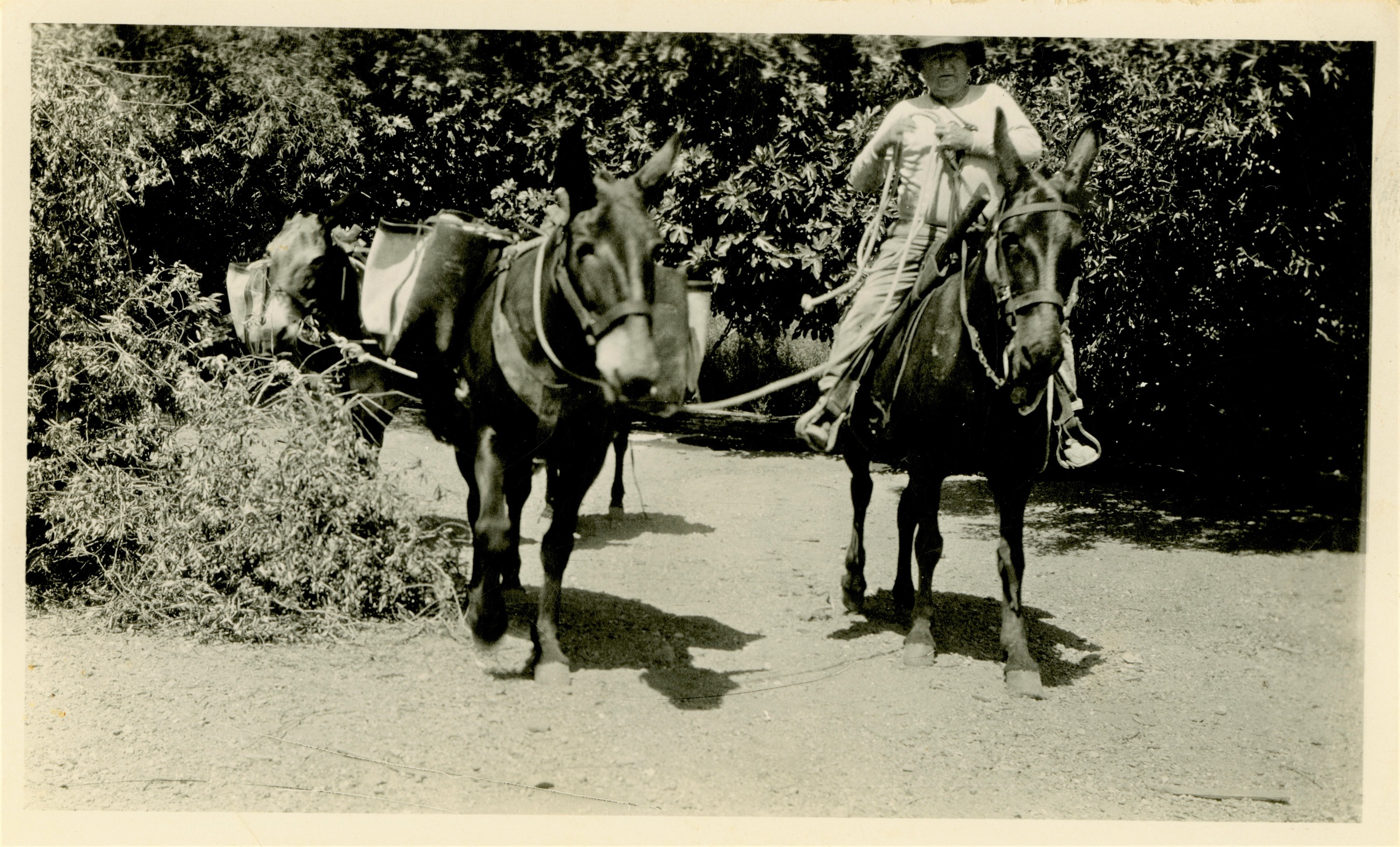 This is an historic black and white photograph from the Scotty's Castle Historic Photograph Collection, Death Valley National Park of man on saddled mule holding reins and lines of three additional packed mules. Man, Walter Edward Perry Scott, dressed in white, long sleeve undershirt, cowboy hat, long pants and boots. Mounted on saddle with scabbard and rifle. Mules have sawbucks and panniers. Background is extensive vegetation from trees or shrubs.