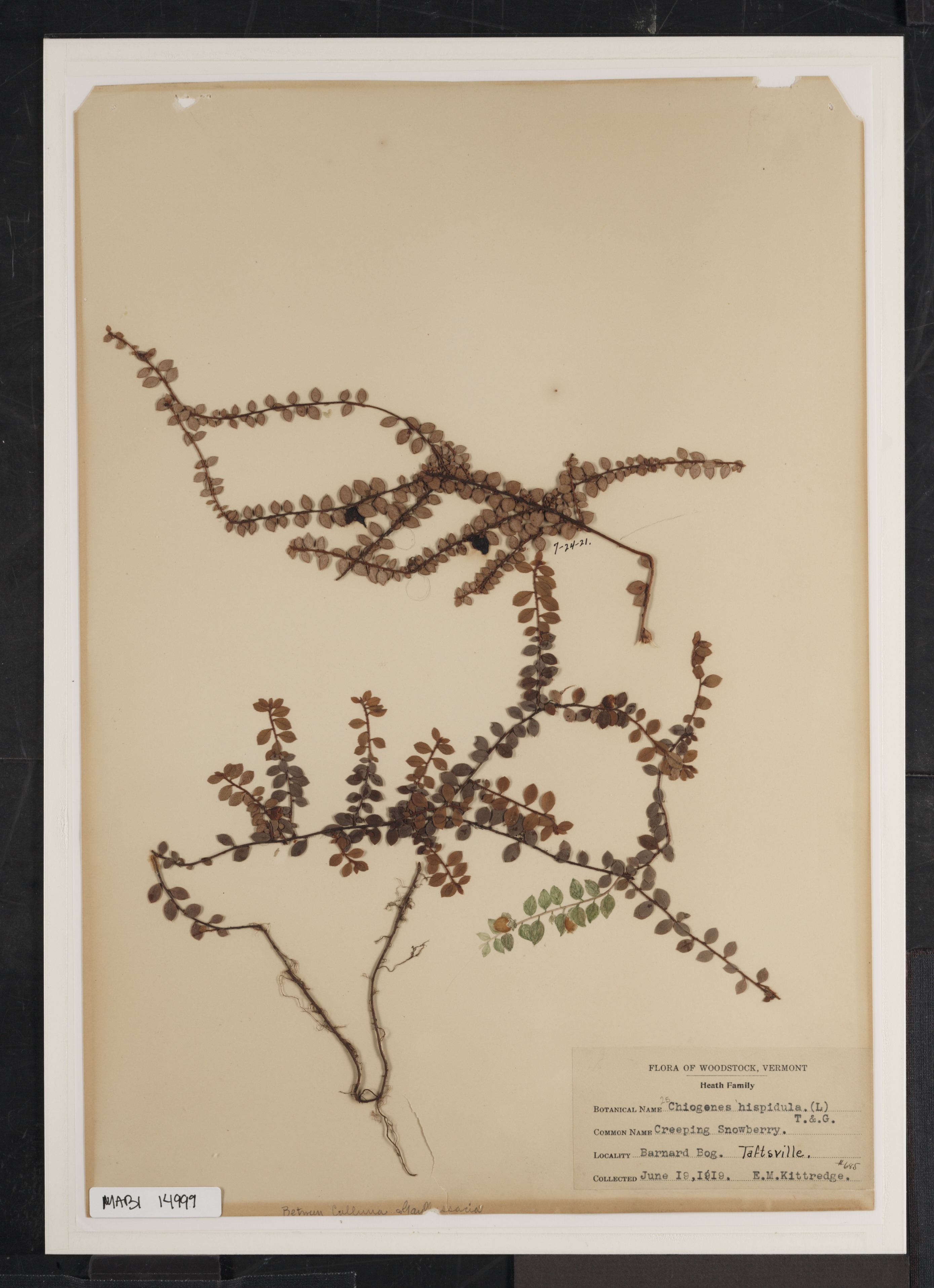 Preserved biological specimen on paper.