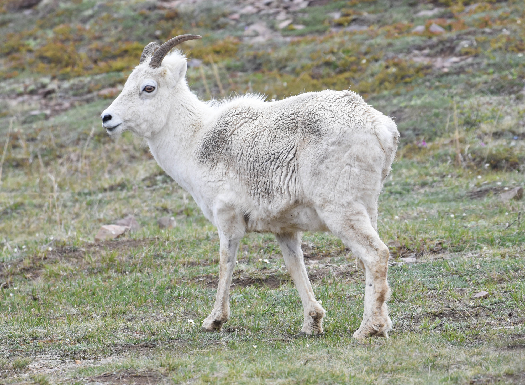 A female Dall sheep