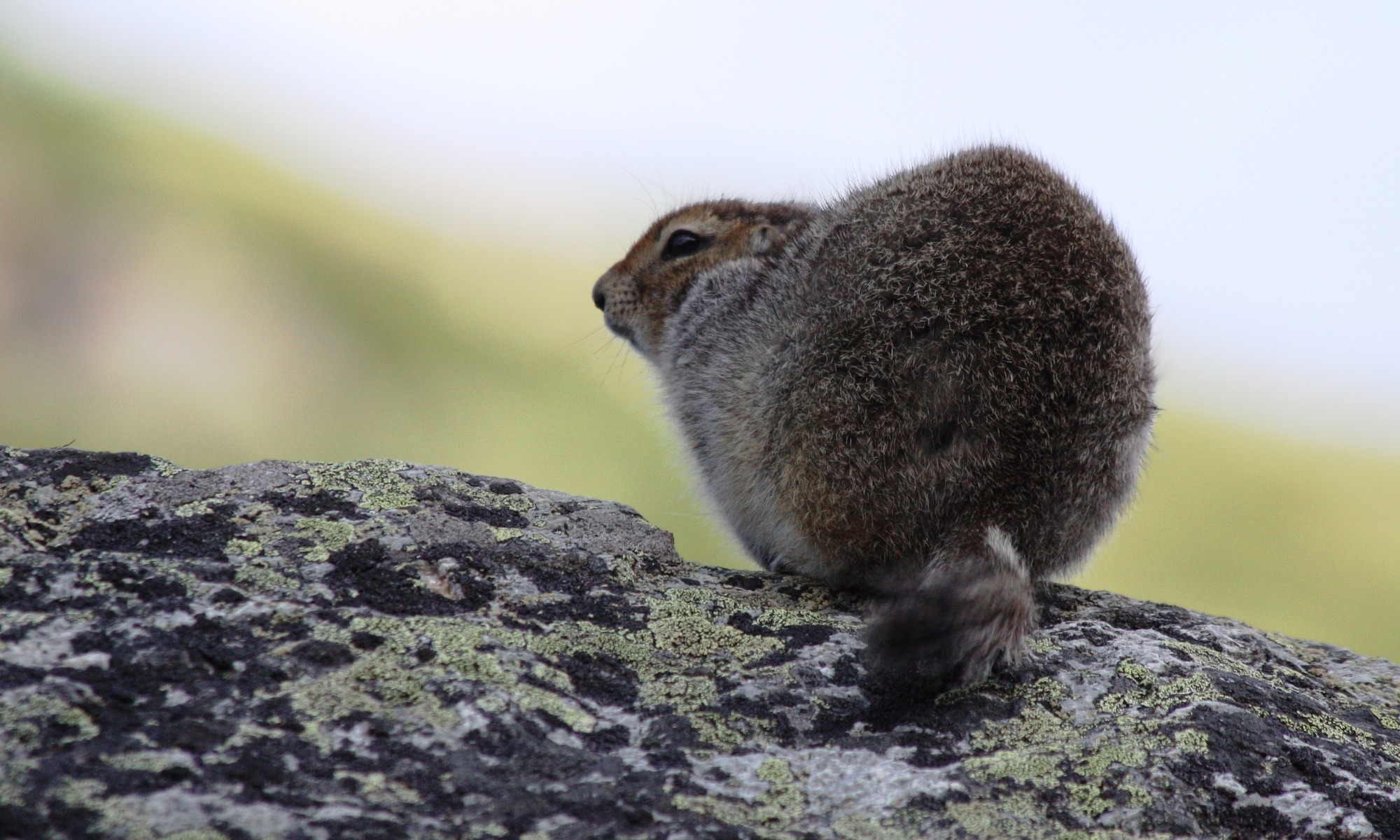 An Arctic ground squirrel with its fur fluffed out
