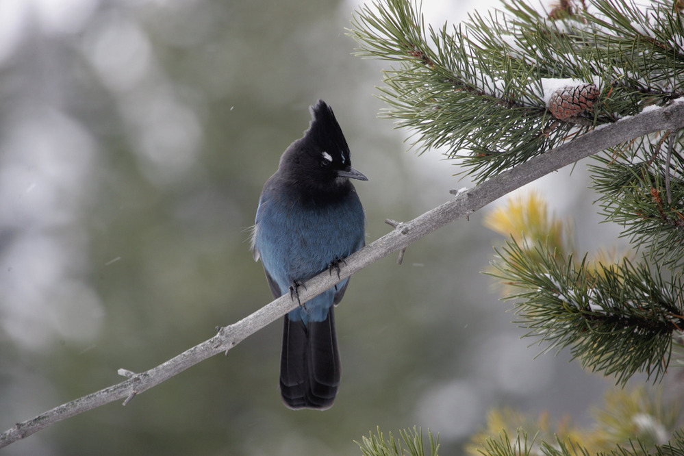 Steller's Jay