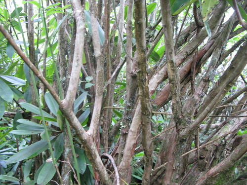 GRSM Accuracy Assessment. Plot Code: GRSM_AA_0311_5