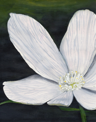 student artwork - painting of white flower