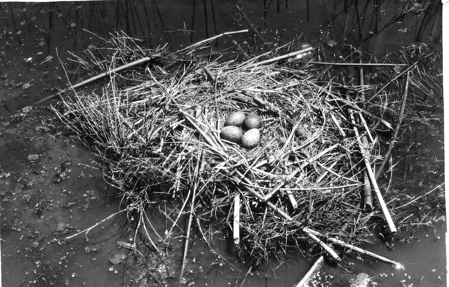 Birds eggs in nest