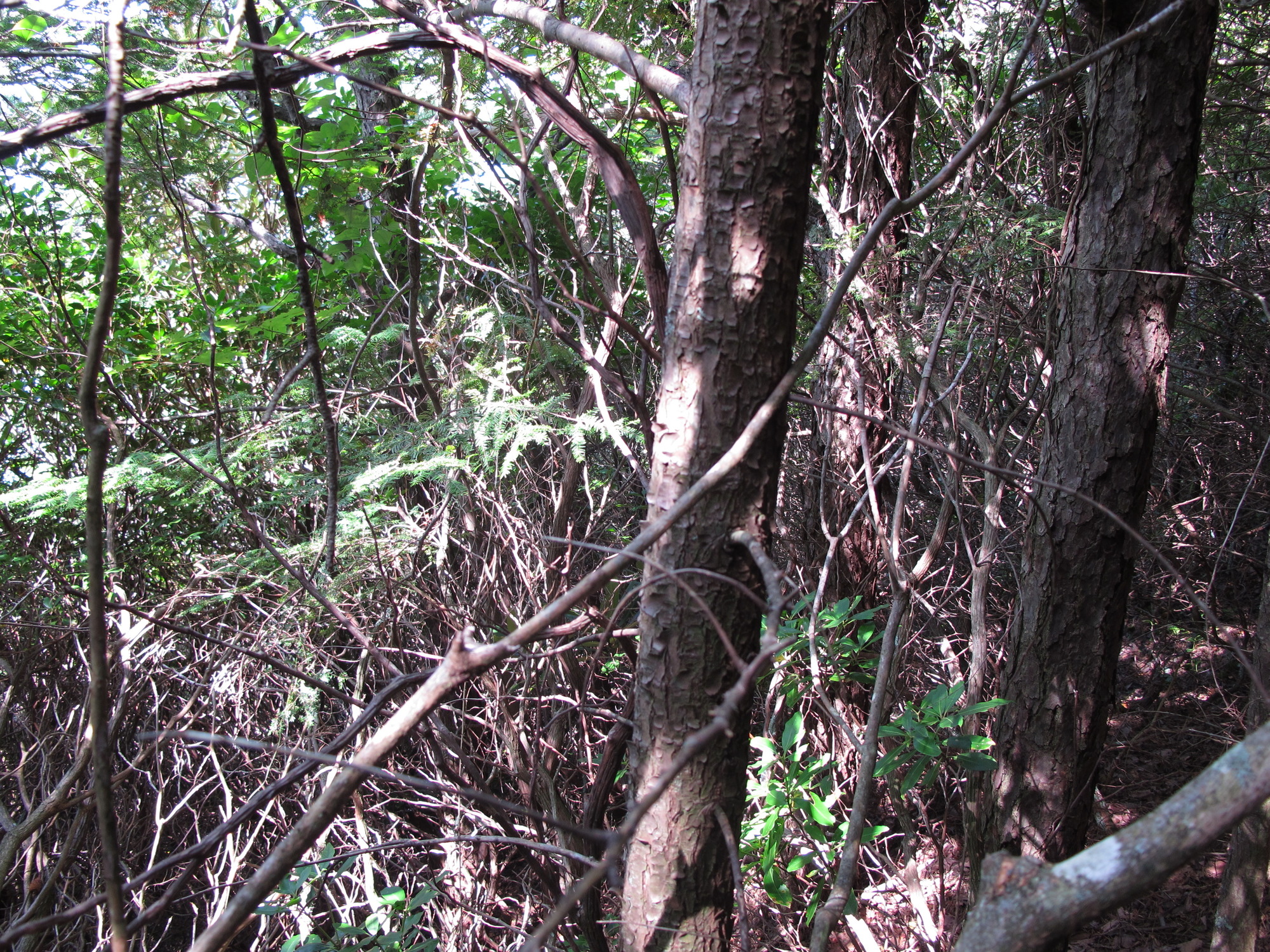 GRSM Accuracy Assessment. Plot Code: GRSM_AA_0410_5