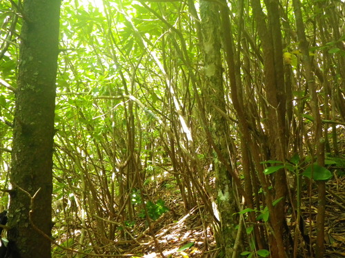 Plot Code: GRSM_AA_0480_5