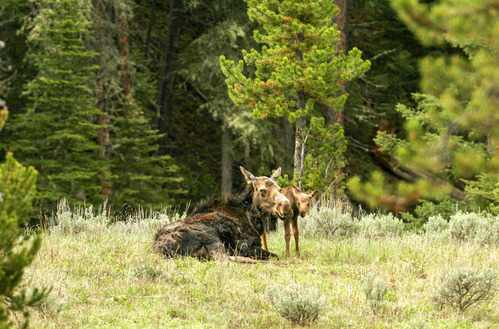 Cow moose rests on ground and calf stands next to her face.