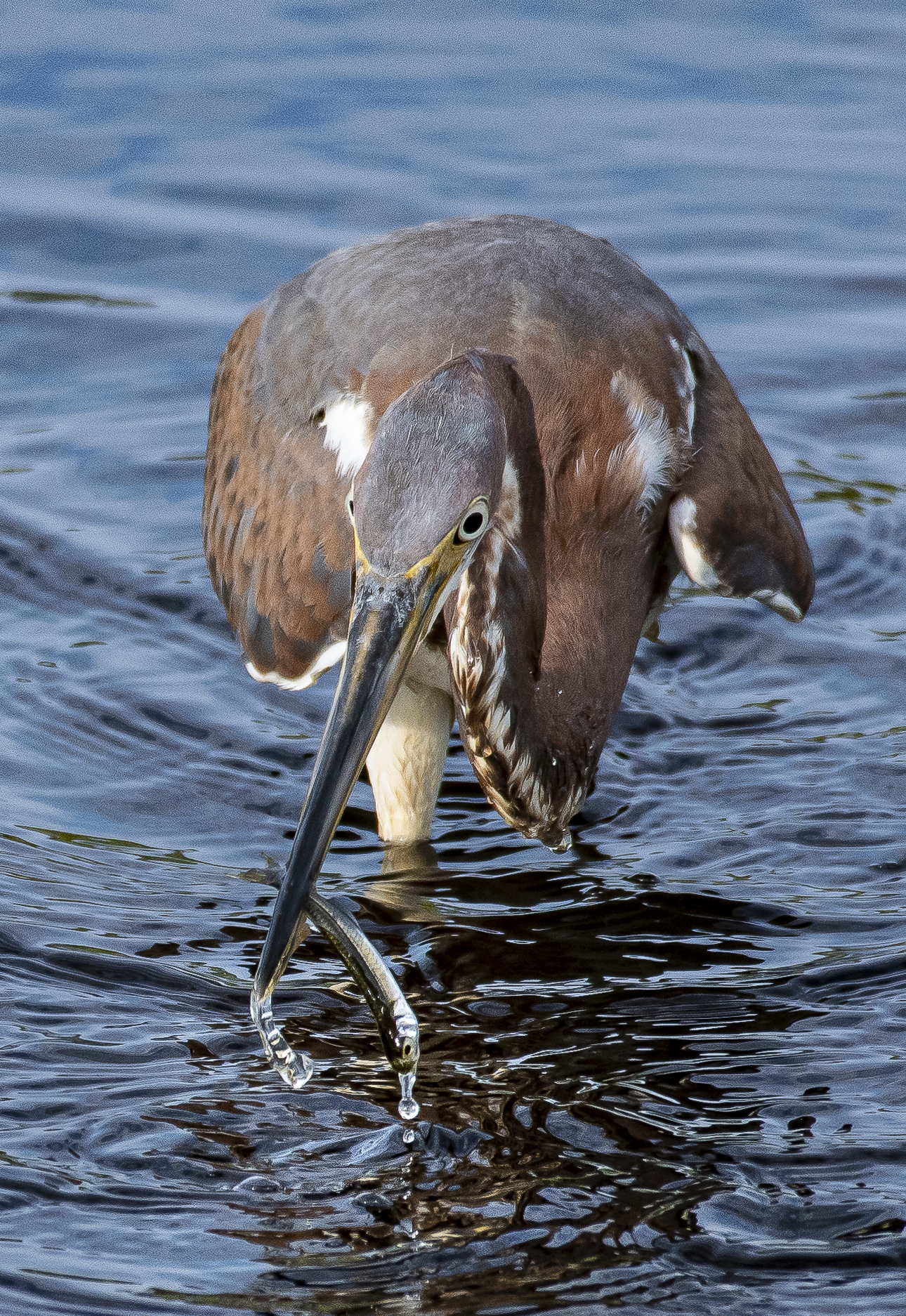 Tri-colored heron standing in the water with a small fish hanging from its beak